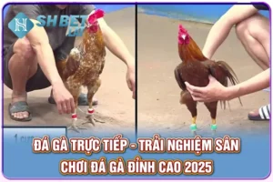 Đá Gà Trực Tiếp - Trải Nghiệm Sân Chơi Đá Gà Đỉnh Cao 2025