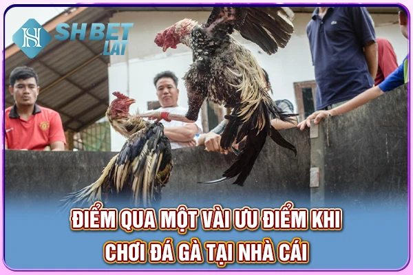 Điểm qua một vài ưu điểm khi chơi đá gà tại nhà cái Điểm qua một vài ưu điểm khi chơi đá gà tại nhà cái