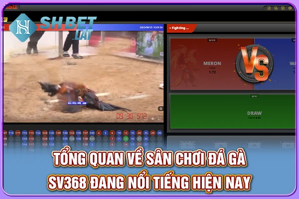 Tổng quan về sân chơi đá gà SV368 đang nổi tiếng hiện nay Tổng quan về sân chơi đá gà SV368 đang nổi tiếng hiện nay