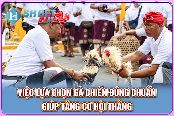Việc lựa chọn gà chiến đúng chuẩn giúp tăng cơ hội thắng Việc lựa chọn gà chiến đúng chuẩn giúp tăng cơ hội thắng